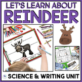 Reindeer Unit Lesson Plans For Arctic Animals First Grade 