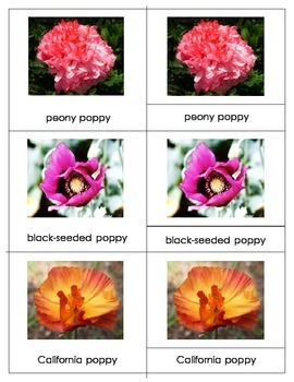 Preview of Poppies Combination Bundle: