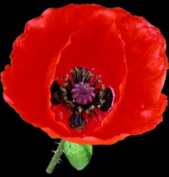 Preview of Remembrance Day / Veterans Day Song Resource: Little Red Poppy