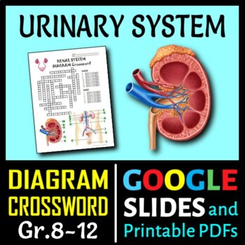 Preview of Urinary System Crossword with Diagram | Printable & Distance Learning Options