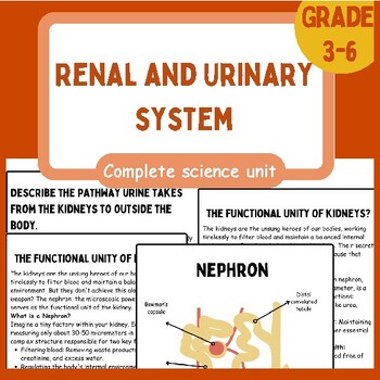 Preview of Renal or Urinary System | Nephron | Reading passages | Diagrams | Activities