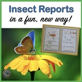 Report Writing About Insects