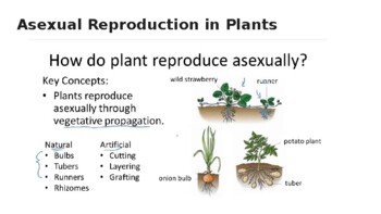 Reproduction in Plants and Animals by Marvelous Teacher Musings | TPT