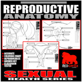 Reproductive Anatomy Worksheets
