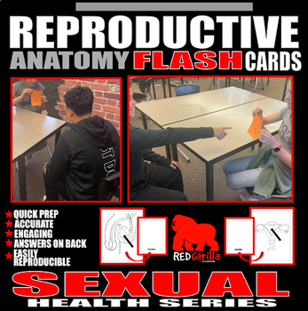 Preview of Reproductive Anatomy Flashcards