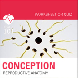 Reproductive Anatomy Matching Worksheet / Quiz- *Conceptio