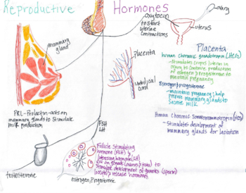 Preview of Reproductive Hormones Concept Map