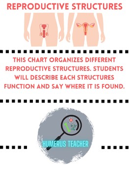 Preview of Reproductive Structures Chart