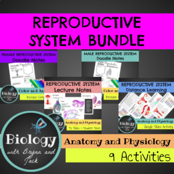 Preview of Reproductive System Anatomy Bundle