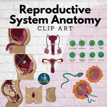 Preview of Reproductive System Anatomy Clip Art, Pregnancy, Reproduction, Health Education