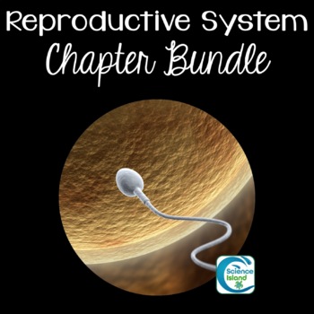 Preview of Reproductive System Chapter Bundle for Anatomy and Physiology