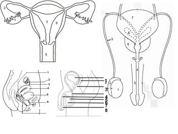 Preview of Reproductive System Coloring Worksheet