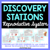 Reproductive System Diagram and Discovery Stations