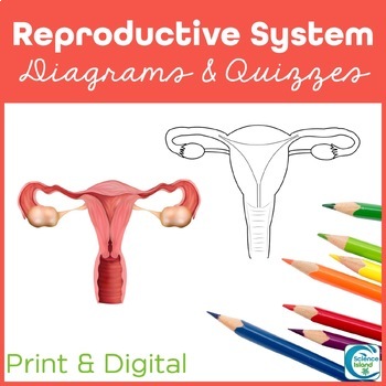 Preview of Reproductive System Diagrams and Quizzes - Anatomy Coloring & Labeling Activity