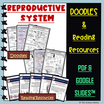 Preview of Reproductive System Doodle | Science Doodles | Graphic Organizer, Passages