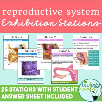 Preview of Human Reproductive System Exhibition Stations