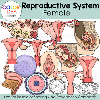 Preview of Reproductive System - Female