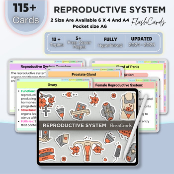 Preview of Reproductive System Flashcards Fully Hyperlinked | Human Anatomy | Nursing