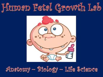 Preview of Reproductive System  |  Human Fetal Growth Lab