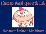 Reproductive System  |  Human Fetal Growth Lab