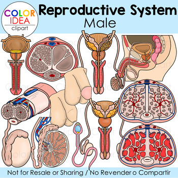 Preview of Reproductive System - Male