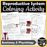 Reproductive System (Male and Female) Coloring and Activit