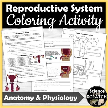 Preview of Reproductive System Male and Female Anatomy Coloring and Activity Packet