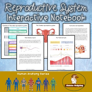 Preview of Reproductive System Notes