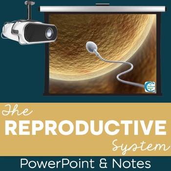 Preview of Reproductive System PowerPoint and Notes