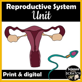 Preview of Reproductive System Unit for Anatomy