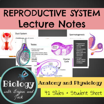 Preview of Reproductive System Unit Notes