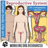 Human Reproductive System clip art