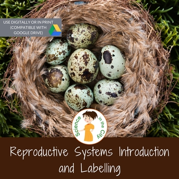 Preview of Reproductive Systems Digital Activity