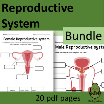 Preview of Reproductive system Worksheet Activities-Bundle