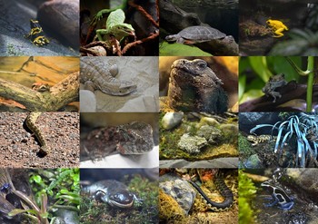 Preview of Reptile Pictures/Photos - Clip Art Pack for Commercial Use