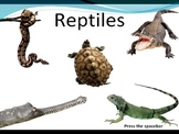 Reptile Week Introduction