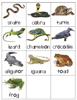 Reptile List For Kids