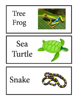 Reptile and Amphibian Word Wall by Dr Dave's Science | TpT