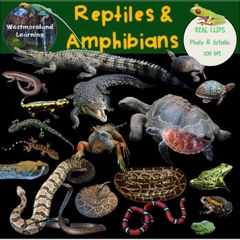 Preview of Reptiles & Amphibians Clip Art Photo & Artistic Digital Stickers Frog Life Cycle