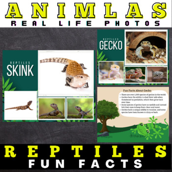 Preview of Reptiles : Facts with Real Life Photos - Google Slides™ Included