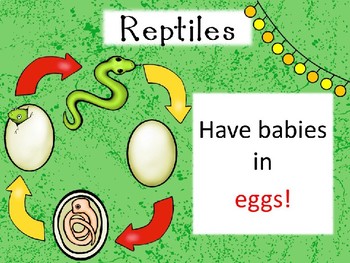 Ridiculous Reptiles PPT Riddle Game, and 2 Worksheets! by The Mad ...