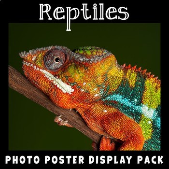 Preview of Reptiles | Science Posters | Vocabulary Display