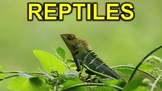 Reptiles - PowerPoint
