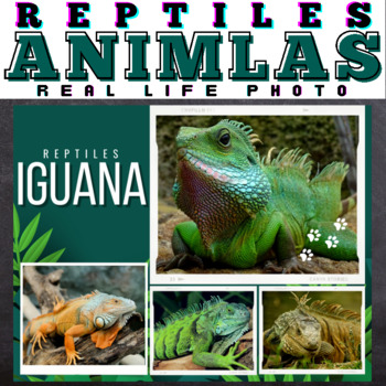 Preview of Reptiles : Real Life Photos - Google Slides™ Included