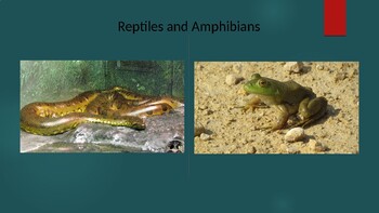 Preview of Reptiles and Amphibians