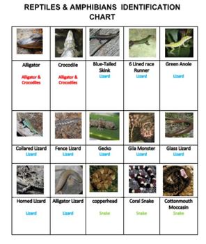 Reptiles and Amphibians Crossword Puzzles with a DIFFERENCE by Ah Ha