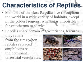 class reptilia characteristics