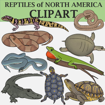 Preview of Reptile Clip Art Bundle - Snakes, Turtles, Lizards, and Crocodilians