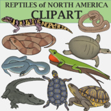 Reptile Clip Art Bundle - Snakes, Turtles, Lizards, and Cr