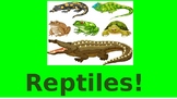 Reptiles ppt